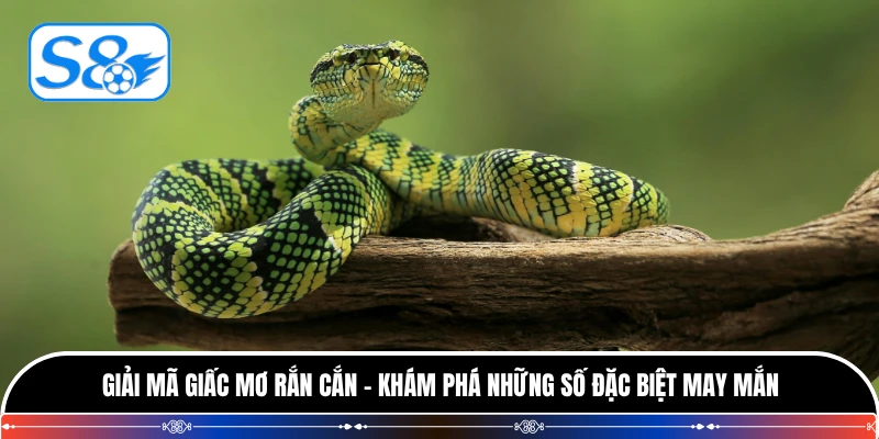 Giải Mã Giấc Mơ Rắn Cắn - Khám Phá Những Số Đặc Biệt May Mắn