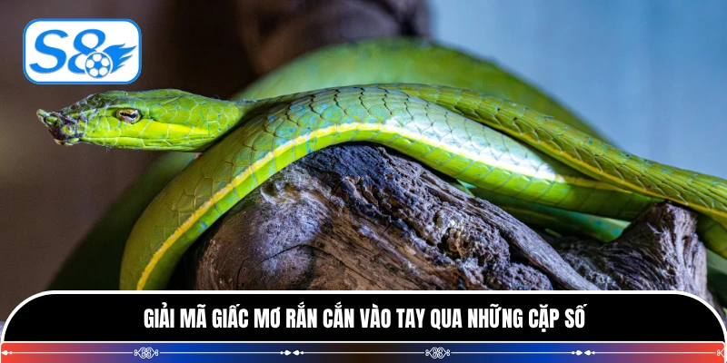 Giải mã giấc mơ rắn cắn vào tay qua những cặp số